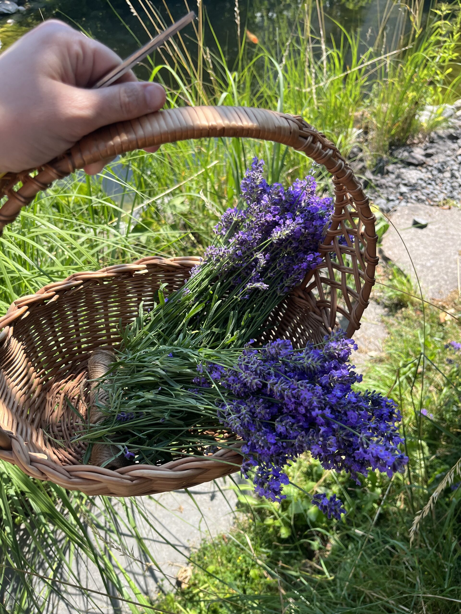 Lavendel