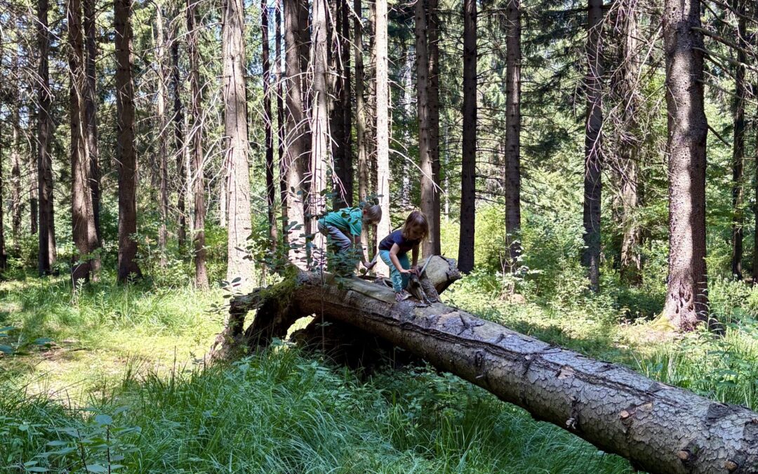 Kinder im Wald, die klettern, spielen, sich ausprobieren, entdecken und lernen